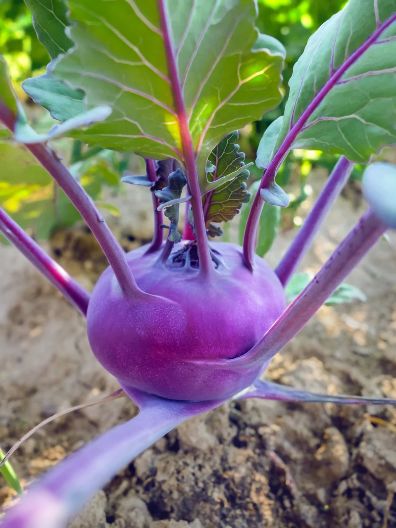 Bio-Kohlrabi 'Blauer Delikatess' Früh