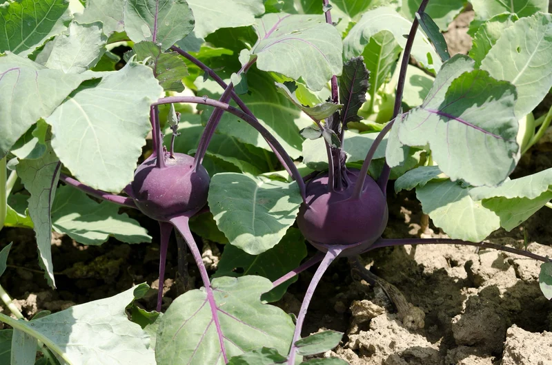 Bio-Kohlrabi 'Azur Star'