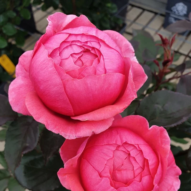 Beetrose Parfuma® 'Gartenprinzessin Marie-José' Rosarot