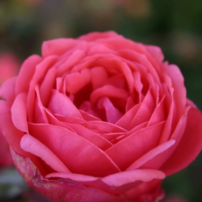 Beetrose Parfuma® 'Gartenprinzessin Marie-José' Rosarot