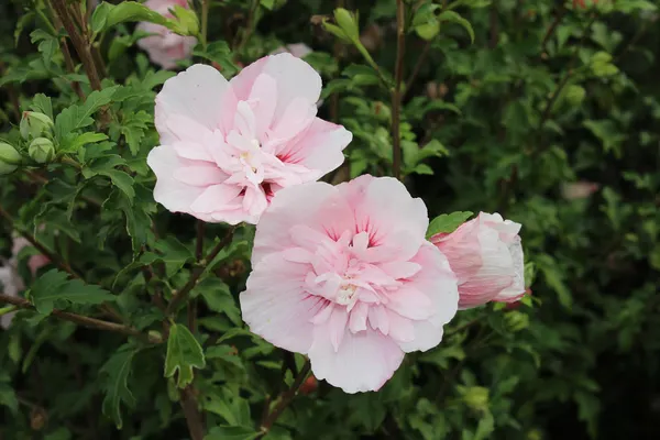 Eibischstrauch (Hibiscus syriacus Pink Chiffon)