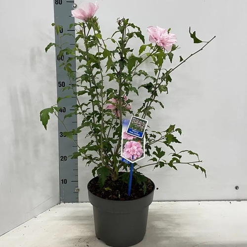 Eibischstrauch (Hibiscus syriacus Pink Chiffon)