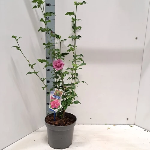 Althea-Strauch (Hibiscus syriacus Magenta Chiffon)