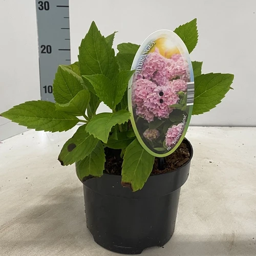 Hortensie (Hydrangea macrophylla 'Bouquet Rosé' )