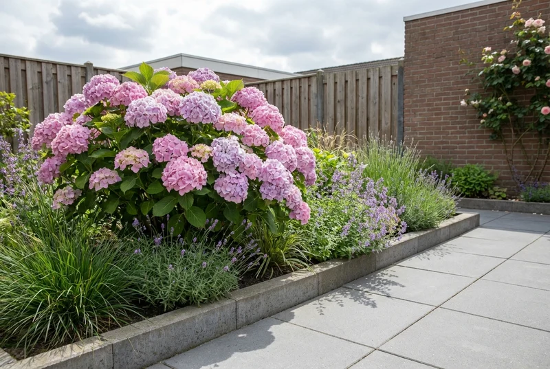 Hortensie (Hydrangea macrophylla 'Bouquet Rosé' )