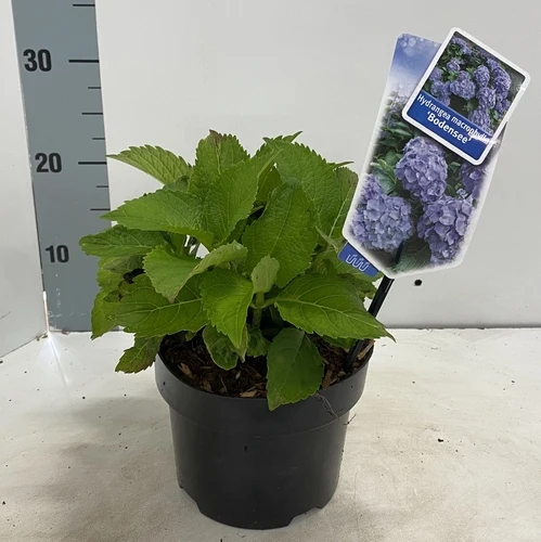 Hortensie (Hydrangea macrophylla 'Bodensee' )