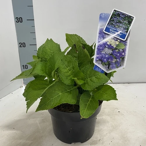 Hortensie (Hydrangea macrophylla 'Blaumeise' (Teller Blue))