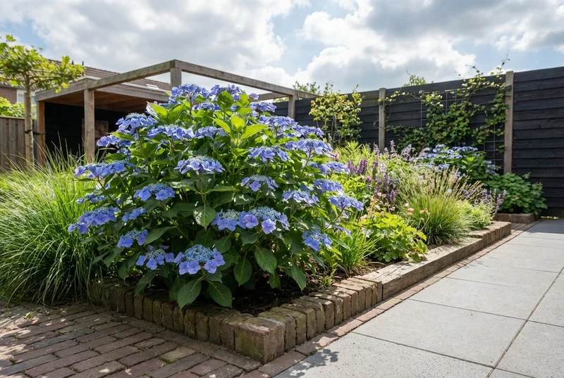 Hortensie (Hydrangea macrophylla 'Blaumeise' (Teller Blue))
