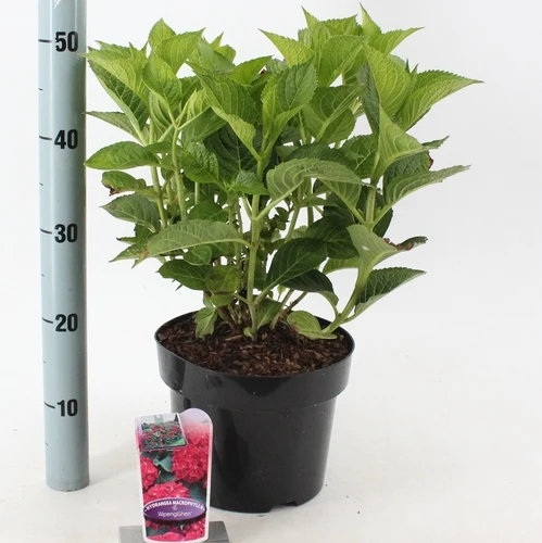 Hortensie (Hydrangea macrophylla 'Alpenglühen')