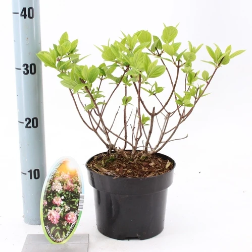 Hortensie (Hydrangea paniculata Baby Lace)
