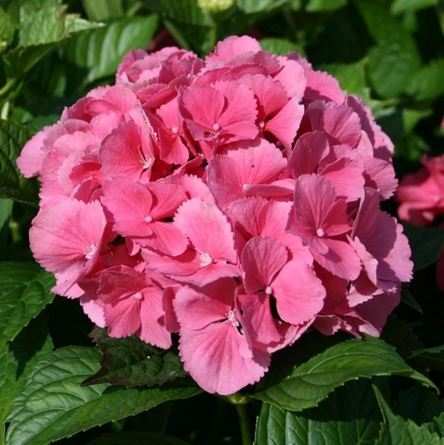 Hortensie (Hydrangea Macrophylla 'Sibilla' ('Masja'))