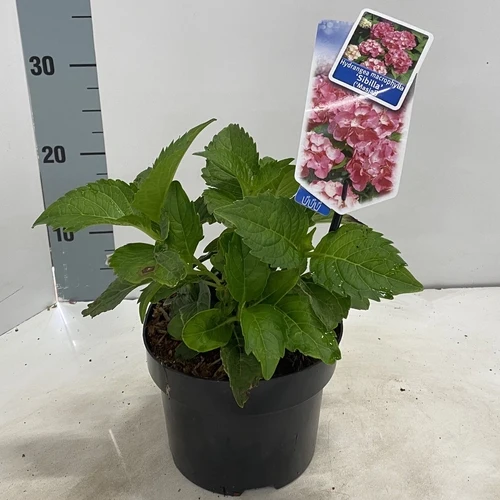 Hortensie (Hydrangea Macrophylla 'Sibilla' ('Masja'))