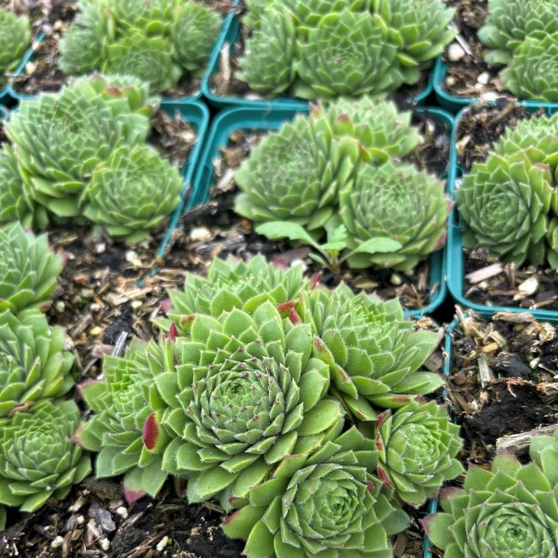 Hauswurz 'Godaert' Rosa