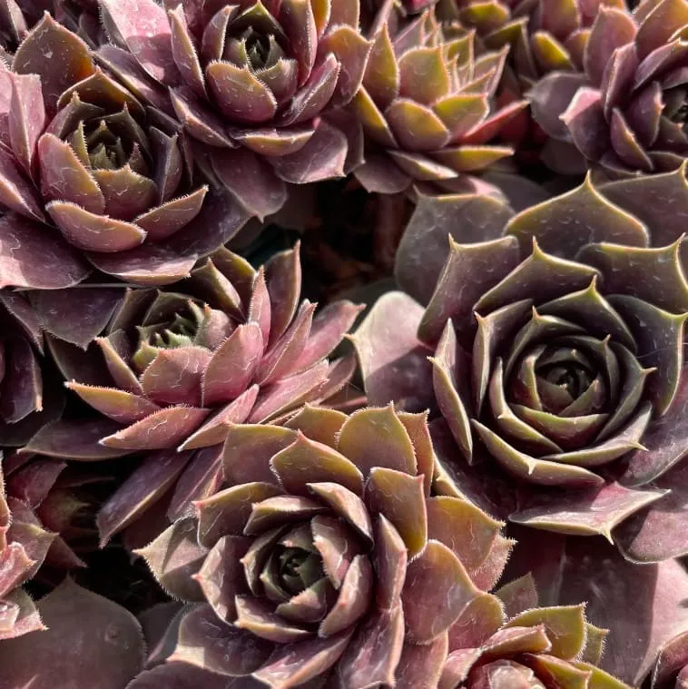 Hauswurz 'Othello' Rosa