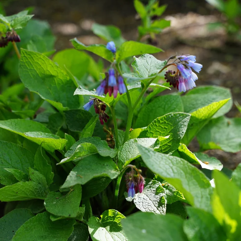 Beinwell 'Hidcote Blue' Blau