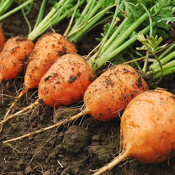 Parisian (Paris Market) Carrot Seeds – Round, Sweet & Heirloom Variety