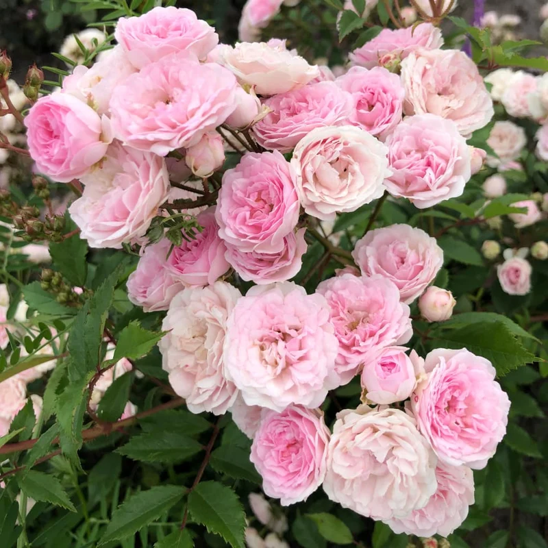 Bodendeckerrose 'Pashmina'® Zartrosa