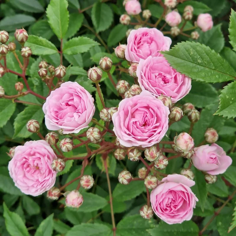 Bodendeckerrose 'Pashmina'® Zartrosa