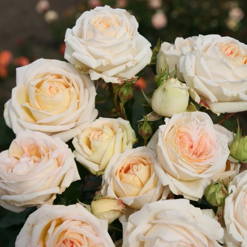 Edelrose Parfuma® 'Madame Anisette'® Creme-Apricot