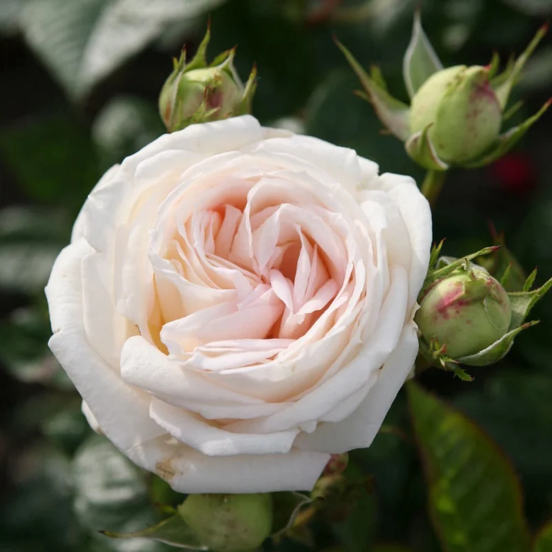Edelrose Parfuma® 'Madame Anisette'® Creme-Apricot