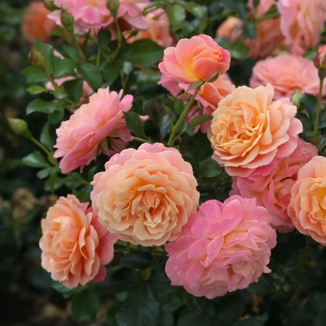 Kletterrose 'Peach Melba'® Apricot-Rosa