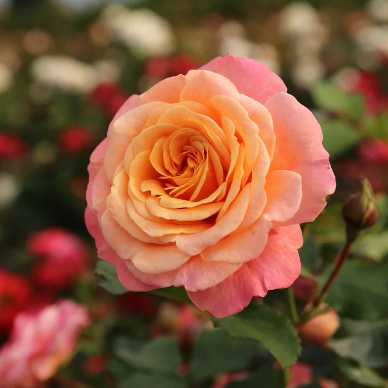 Kletterrose 'Peach Melba'® Apricot-Rosa