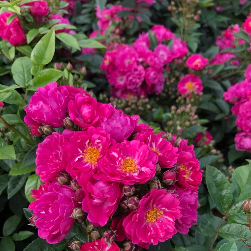 Ramblerrose 'Perfumy Siluetta'® Pink-Violett