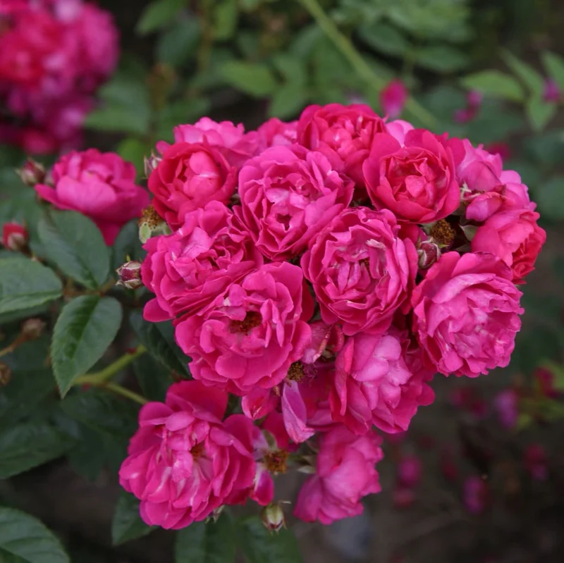 Ramblerrose 'Perfumy Siluetta'® Pink-Violett