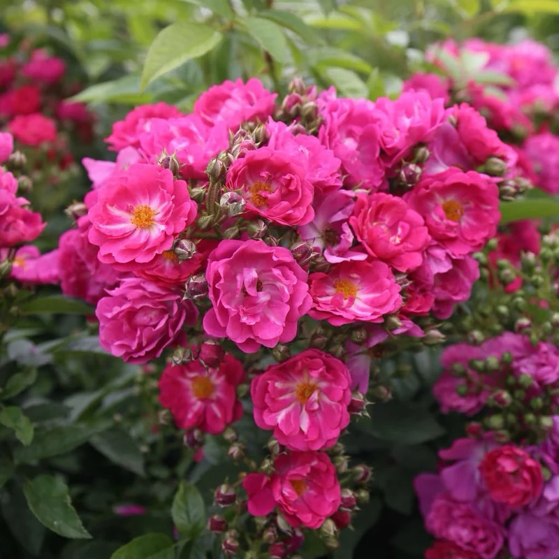 Ramblerrose 'Perfumy Siluetta'® Pink-Violett