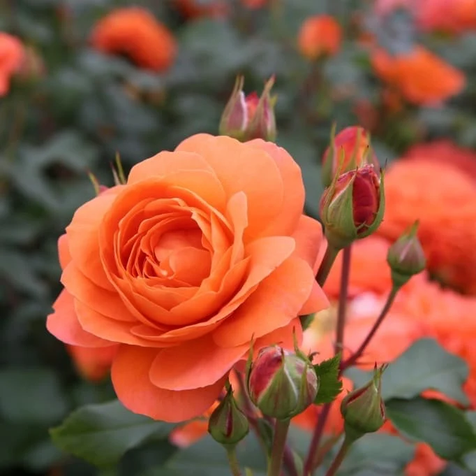 Beetrose 'Phoenix'® Orange