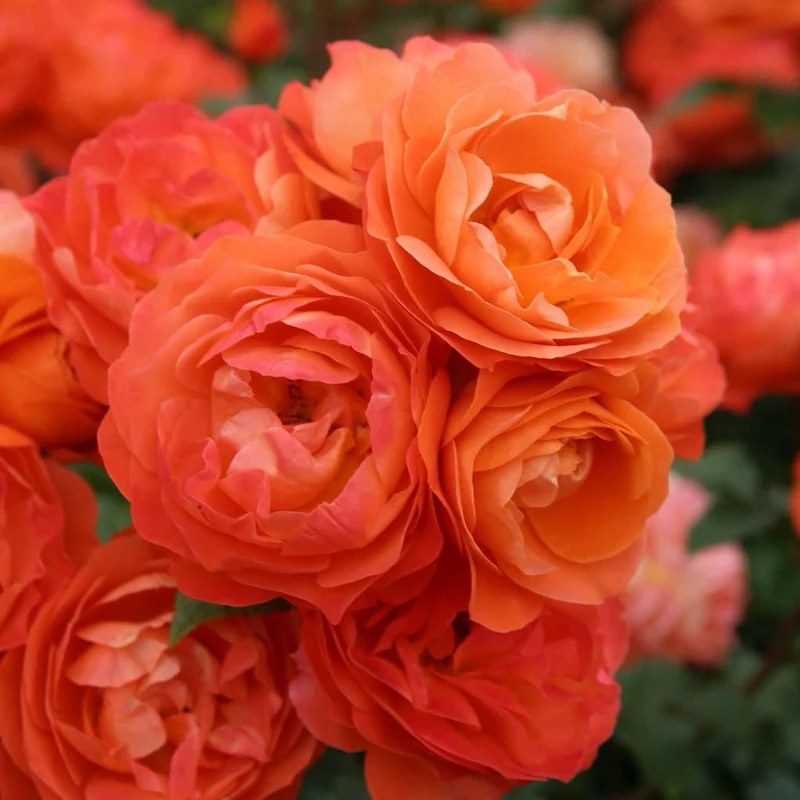 Beetrose 'Phoenix'® Orange