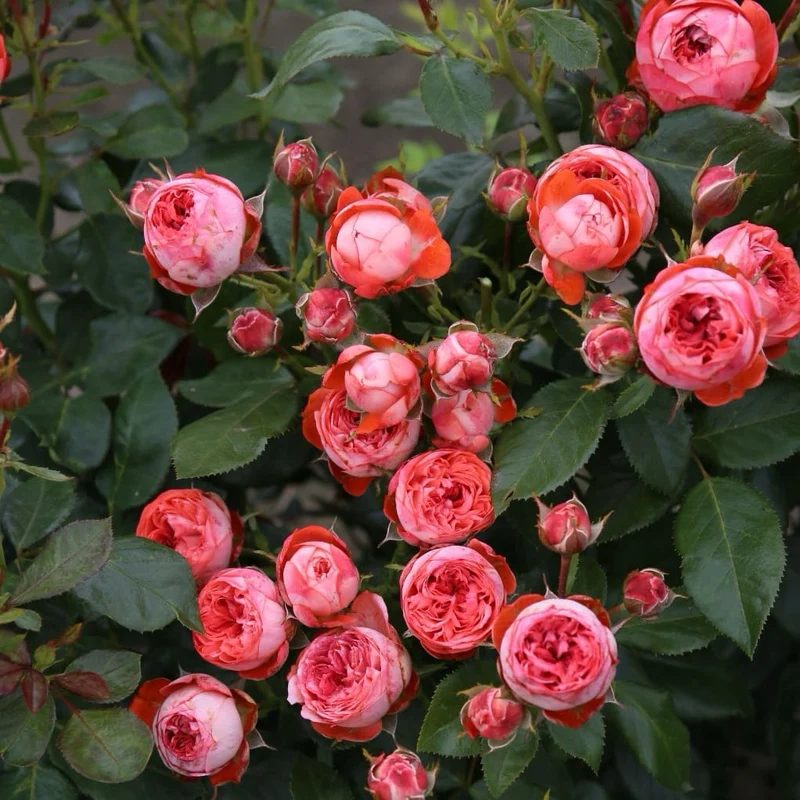 Zwergrose 'Pompeji'® Terracotta-Rot