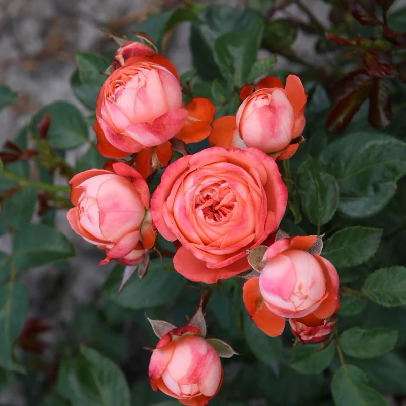 Zwergrose 'Pompeji'® Terracotta-Rot