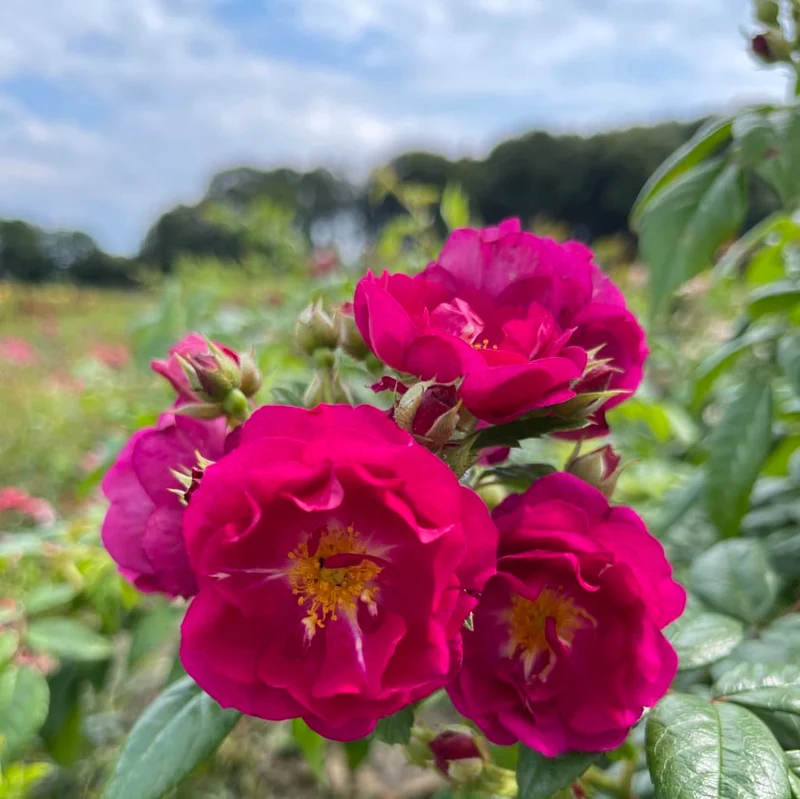 Ramblerrose 'Purple Siluetta'® Purpur-Violett