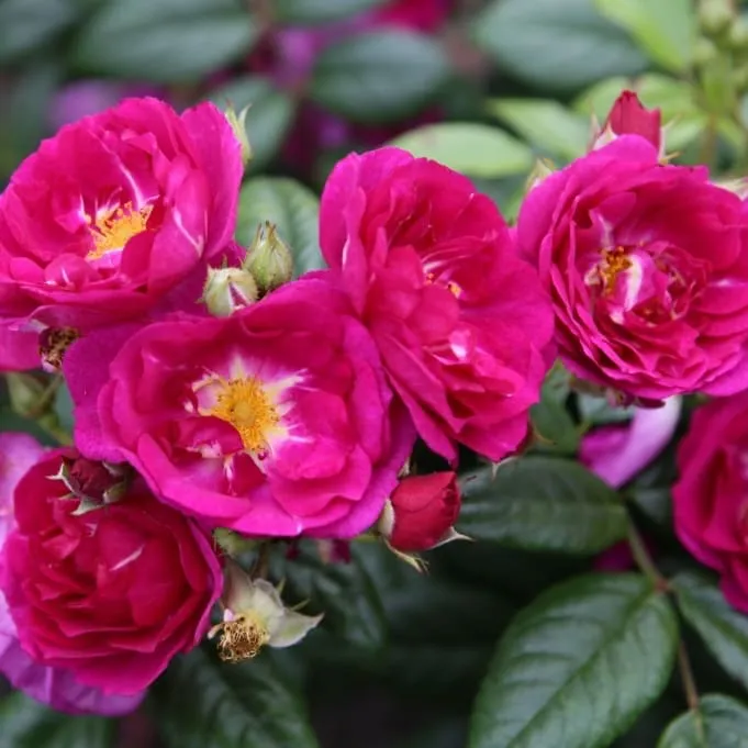 Ramblerrose 'Purple Siluetta'® Purpur-Violett