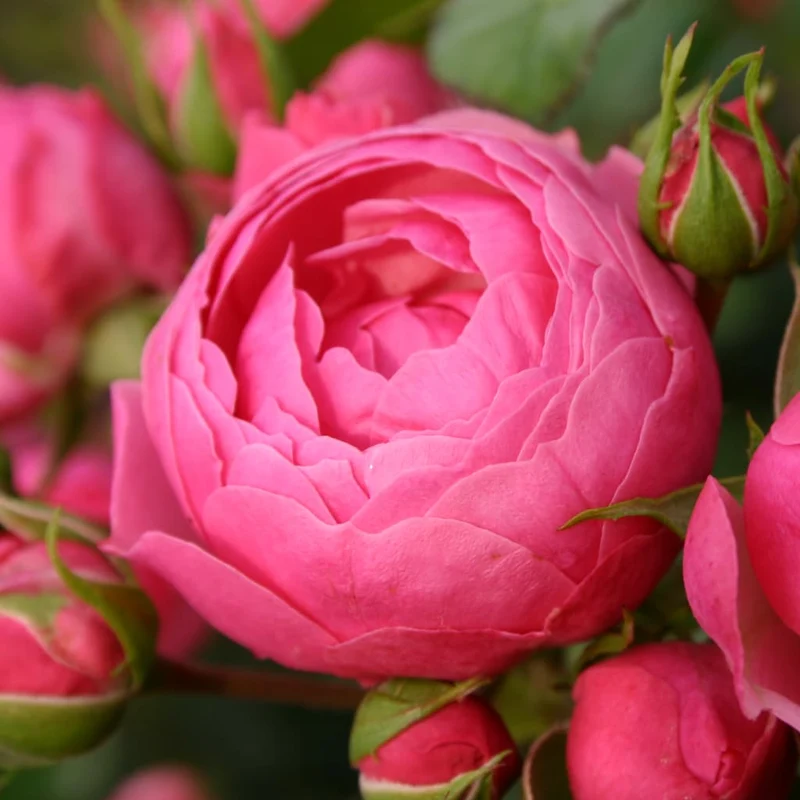 Beetrose 'Pomponella'® Dunkelrosa