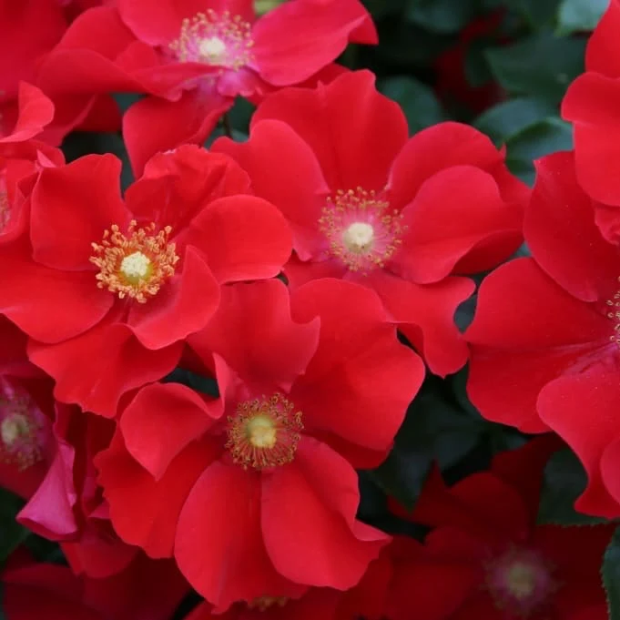 Bodendeckerrose 'Alexander von Humboldt' Rot