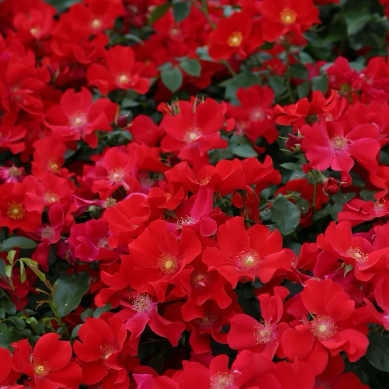 Bodendeckerrose 'Alexander von Humboldt' Rot