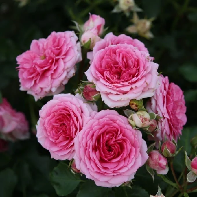 Bodendeckerrose 'Amica'® Rosa