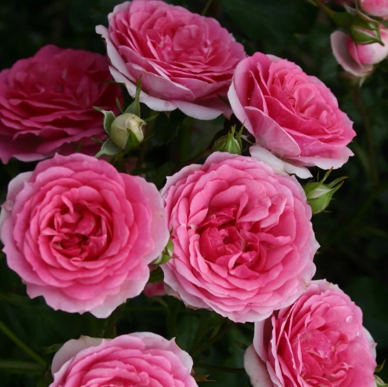 Bodendeckerrose 'Amica'® Rosa