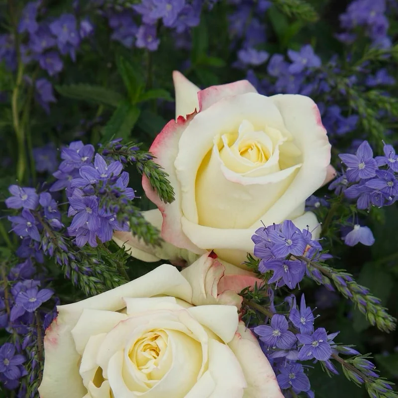 Edelrose 'Athena'® Creme-Rosa