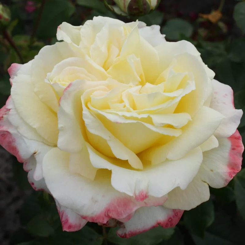 Edelrose 'Athena'® Creme-Rosa