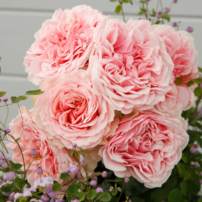 Edelrose 'Amorosa'® Zartrosa