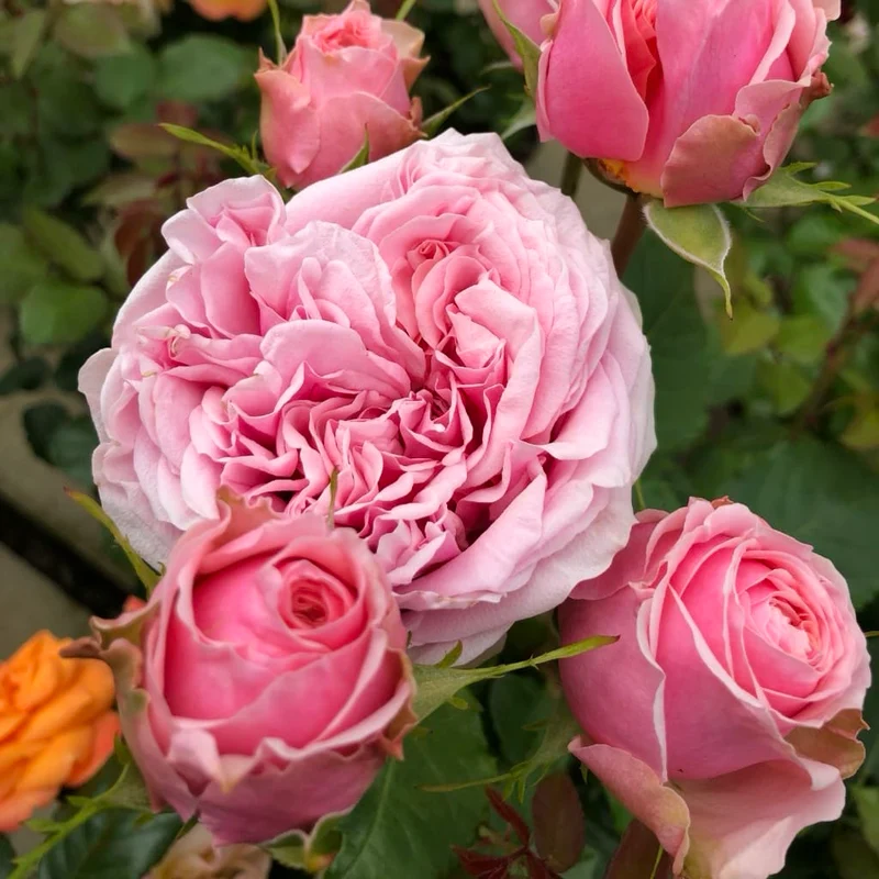 Edelrose 'Amorosa'® Zartrosa