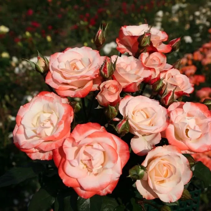 Strauchrose 'Auf die Freundschaft' Weiß-Rot