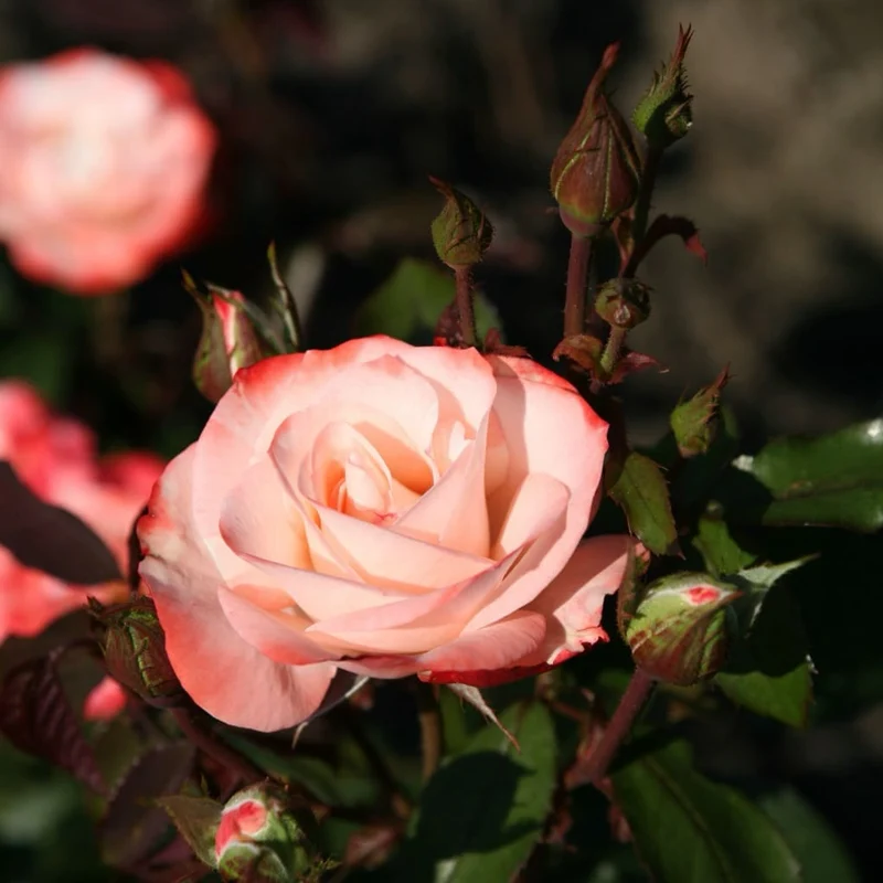 Strauchrose 'Auf die Freundschaft' Weiß-Rot