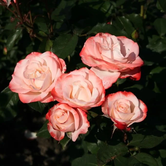 Strauchrose 'Auf die Freundschaft' Weiß-Rot