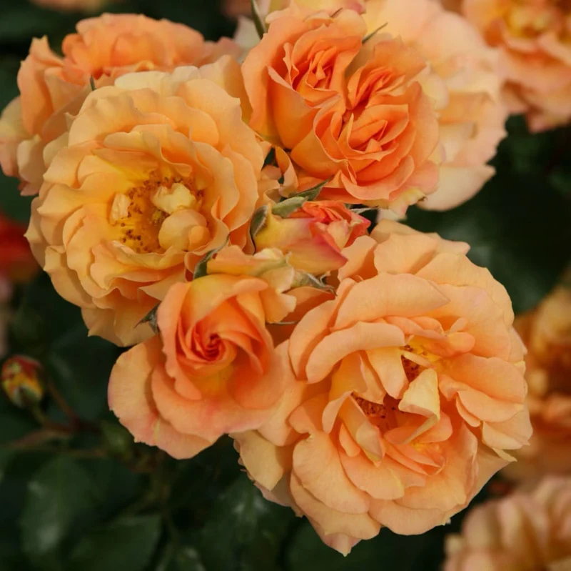 Bodendeckerrose 'Bentheimer Gold'® Apricot-Orange