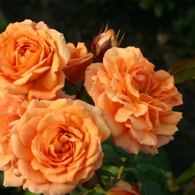 Bodendeckerrose 'Bentheimer Gold'® Apricot-Orange