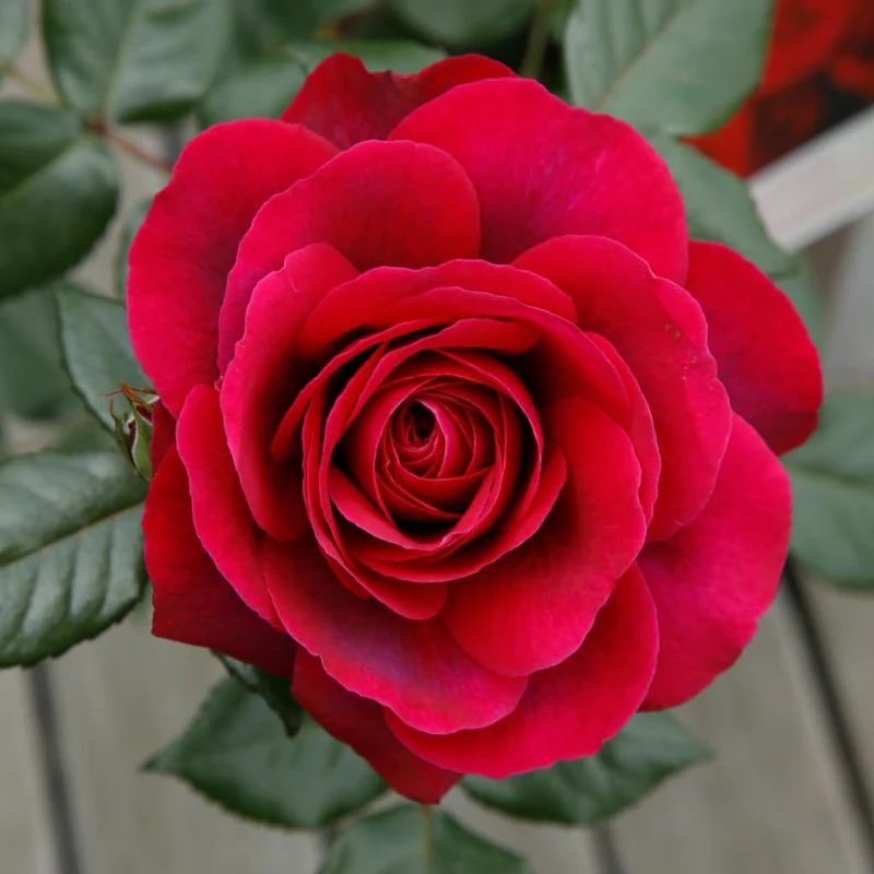 Edelrose 'Bellevue'® Purpurrot